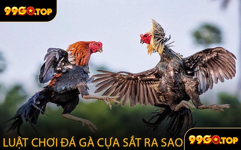 Luật Chơi Đá Gà Cựa Sắt Ra Sao