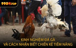 Kinh nghiệm đá gà và cách nhận biết chiến kê tiềm năng