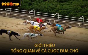 Giới thiệu tổng quan về cá cược đua chó