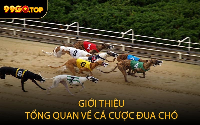 Giới thiệu tổng quan về cá cược đua chó