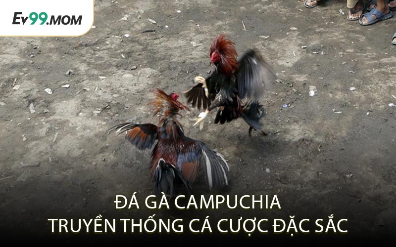 Đá Gà Campuchia Truyền Thống Cá Cược Đặc Sắc